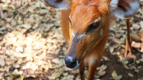 Close-up portrait of a horse
