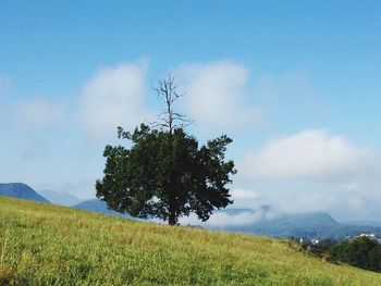 Tree on field against sky