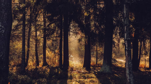 Trees on field in forest