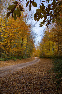 Road amidst leaves during autumn