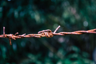 Close-up of barbed wire