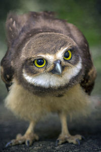 Close-up portrait of owl