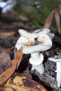 Close-up of mushroom growing on field