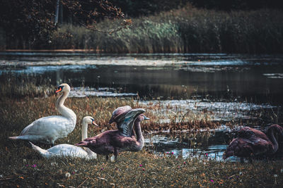 Ducks at lakeshore