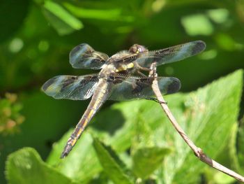 Close-up of dragonfly on leaf