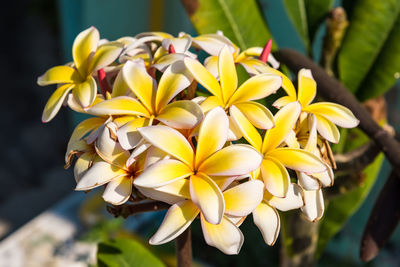 Close-up of yellow flowering plant