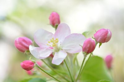 Close-up of pink flowers