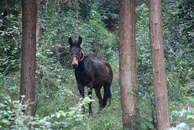 Horses in a forest