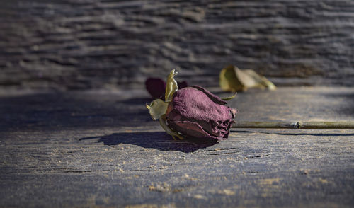 Rose with dried leaves on the old wooden floor.