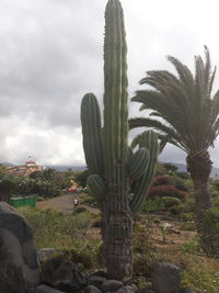 Cactus growing on field against sky