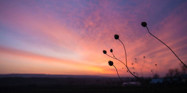 Close-up of silhouette plant on field against sky at sunset