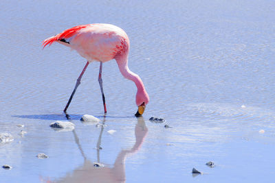 Bird drinking water in a lake