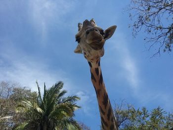 Low angle view of lizard on tree against sky