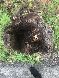 High angle view of insect on tree trunk
