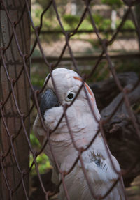 Close-up of bird on chainlink fence