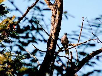 Low angle view of bird perching on tree