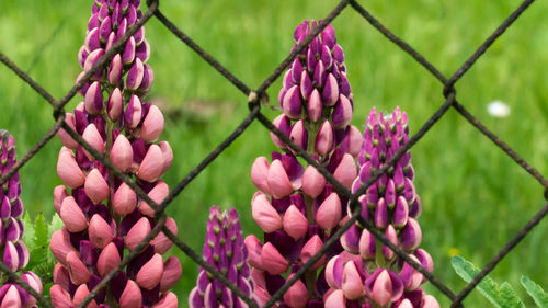 Close-up of pink flowering plant against fence