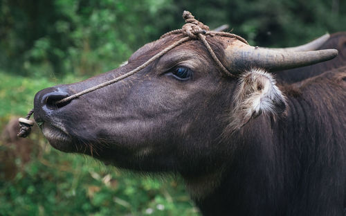 Close-up of water buffalo