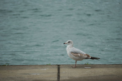 Seagull perching on a wall
