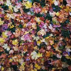 Close-up of maple leaves fallen on tree during autumn