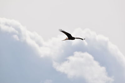 Low angle view of a bird flying