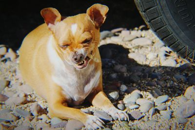 Close-up portrait of dog