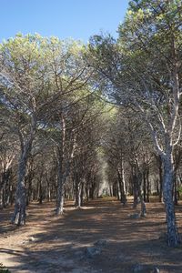 Road passing through trees