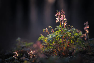 plant