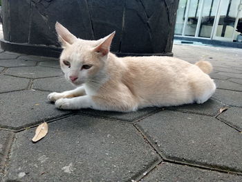 Portrait of cat relaxing on footpath