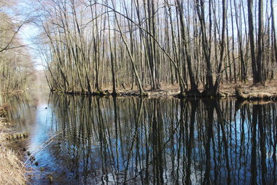 Reflection of bare trees in lake