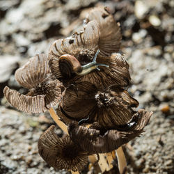 Close-up of mushroom growing on field