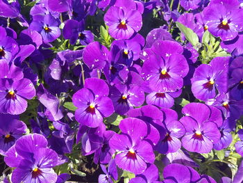 Close-up of purple flowering plants