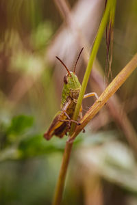 Close-up of grasshopper on plant