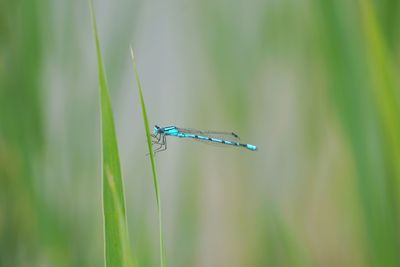 Close-up of insect on grass