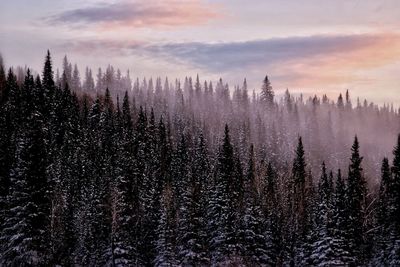 Panoramic view of pine trees during winter against sky