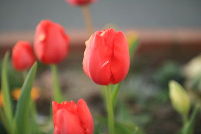 Close-up of red tulips blooming outdoors