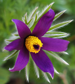 Close-up of purple flower blooming outdoors