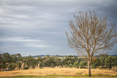 Bare trees on field against sky