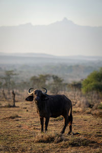 Cape buffalo