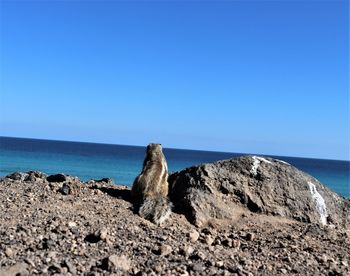 Rocks on beach against clear blue sky with a chipmunk