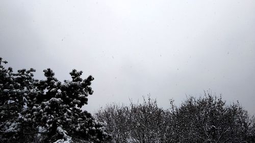 Low angle view of raindrops on trees against sky