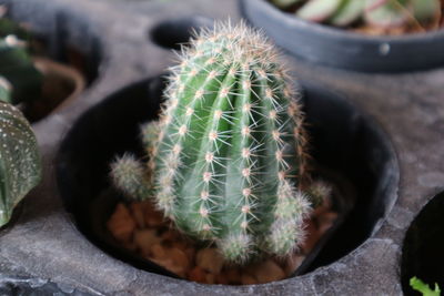 High angle view of succulent plant