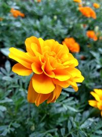 Close-up of yellow flower blooming outdoors