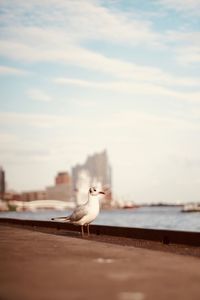 Seagull perching on a beach