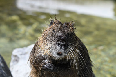 Close-up of an animal