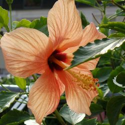Close-up of orange hibiscus blooming outdoors