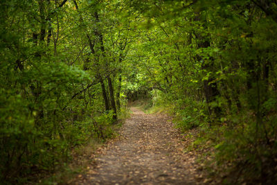 Dirt road amidst trees in forest