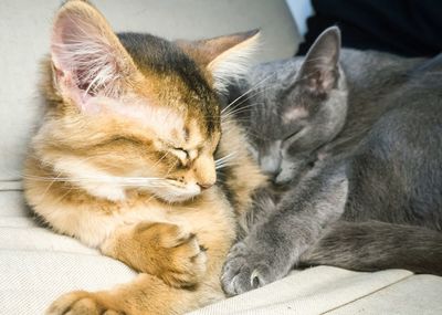 Close-up of cat sleeping