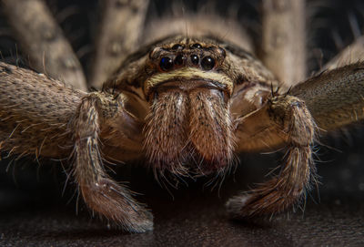 Close-up of spider