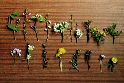 High angle view of various flowers on table